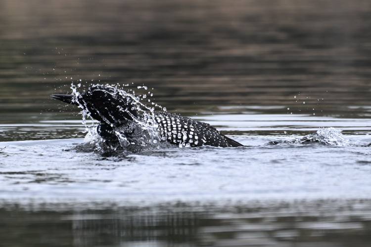 A loon on the Quabbin Reservoir emerges from a shallow dive. 