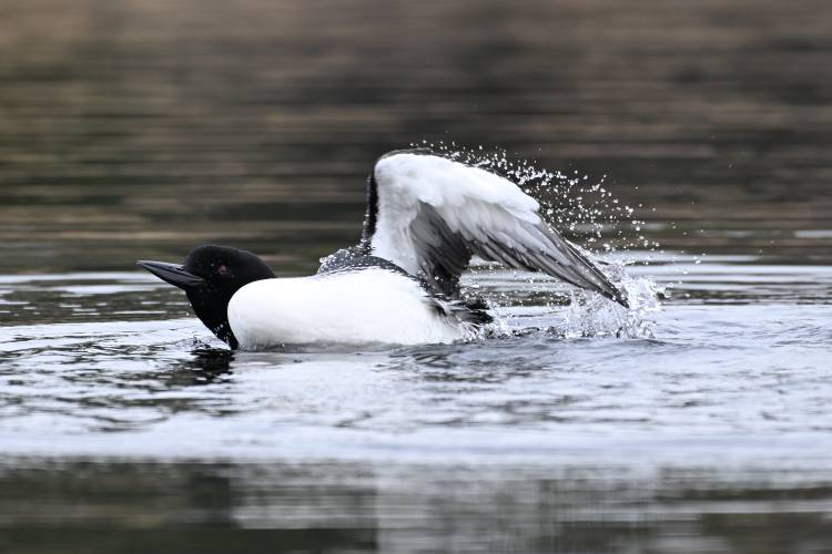 A loon on the Quabbin Reservoir could be seen splashing about in behavior that may be tied to preening and bathing, spreading waterproofing oils on its feathers, or territorial behavior.