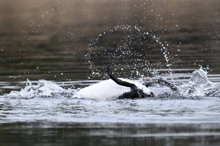 A loon on the Quabbin Reservoir scoots upside down in behavior that may be tied to preening and bathing, or a territorial behavior.
