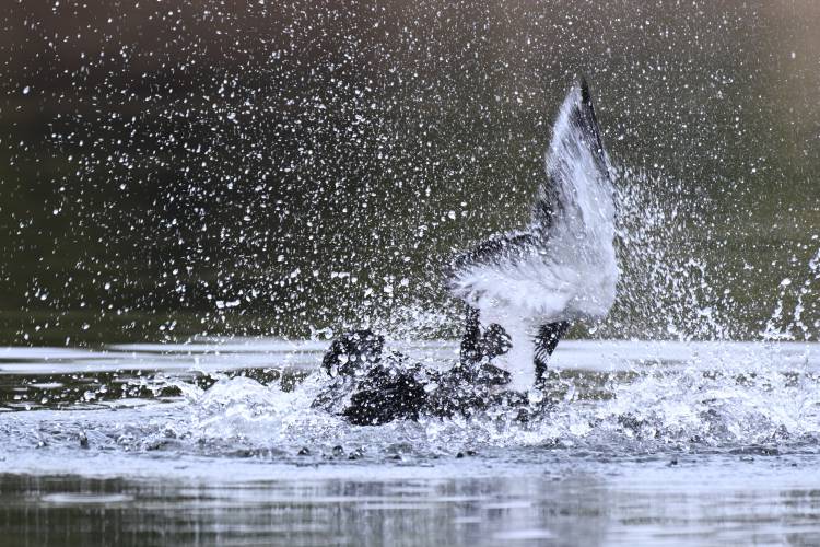 A loon on the Quabbin Reservoir could be seen splashing about in behavior that may be tied to preening and bathing, spreading waterproofing oils on its feathers, or territorial behavior.
