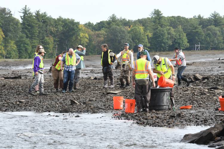 People prepare to search small pools in the drained power canal in Turners Falls on Monday for sea lampreys and other aquatic life that can be saved. The power canal is drained annually for maintenance.