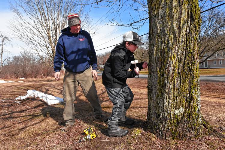 Chip Williams of the Williams Farm Sugar House in Deerfield and his son Miles Williams, 10, tap a maple tree outside their sugar house on Friday.